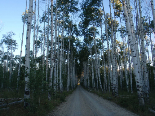 Aspen Alley at 0700 Hours.